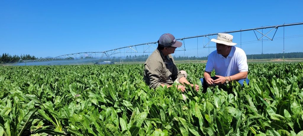 BENEO agronomy specialist discussing chicory cultivation with a local farmer in Chile