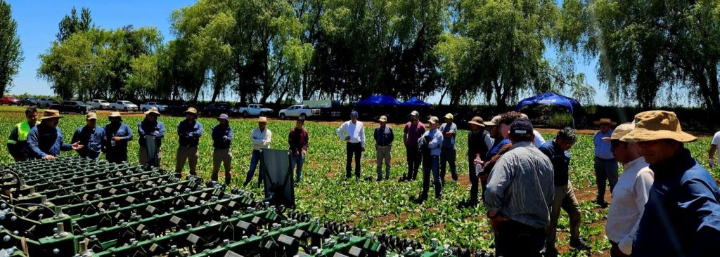 Twenty years of joined growth: How an unknown crop became an important part of Chile’s agricultural landscape