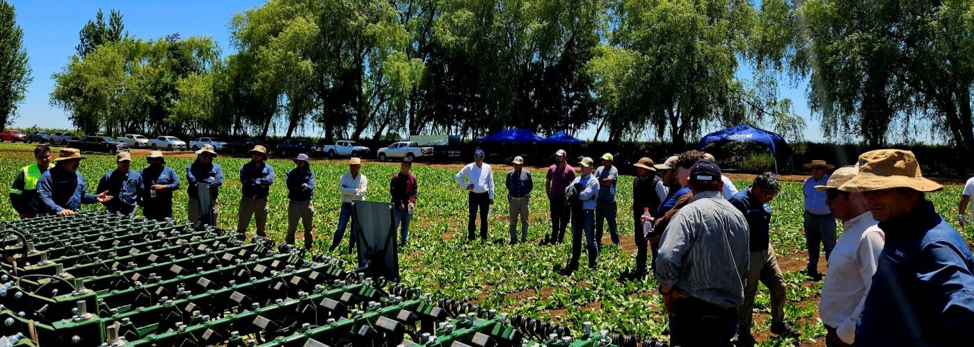 Employees and farmers in a chicory field near BENEO's production site in Pemuco, Chile, celebrating 20 years of partnership and sustainable chicory root fibre production