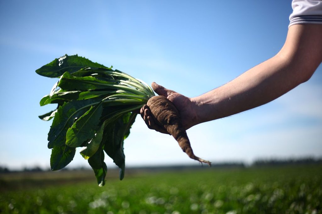 Harvested chicory in Pemuco during the annual campaign
