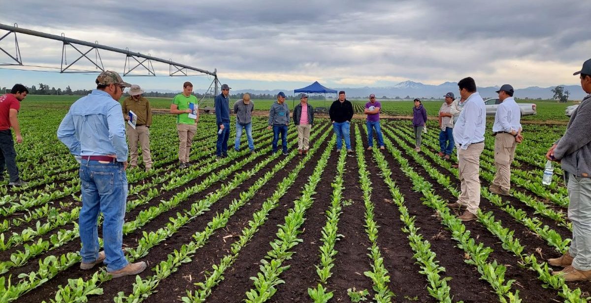 Employees and farmers in a chicory field near BENEO's production site in Pemuco