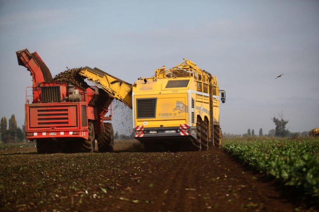 Harvesting industrial chicory in southern Chile during the annual campaign