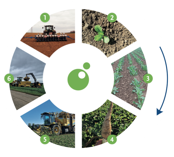 Chicory growing and harvesting cycle from sowing to transport