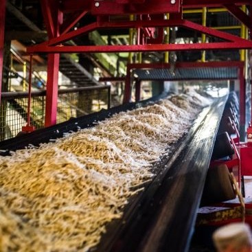 Chicory root strips undergoing hot-water extraction at BENEO’s Oreye plant
