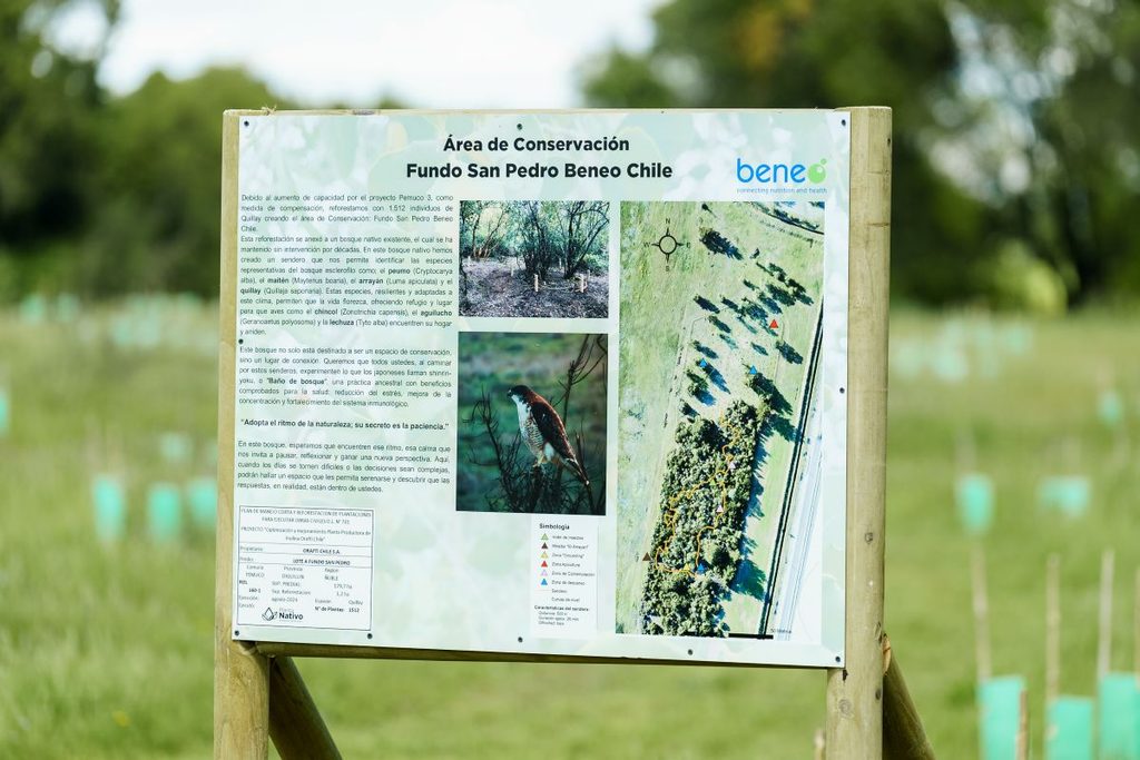 Employees participating in BENEO's reforestation activities near Pemuco