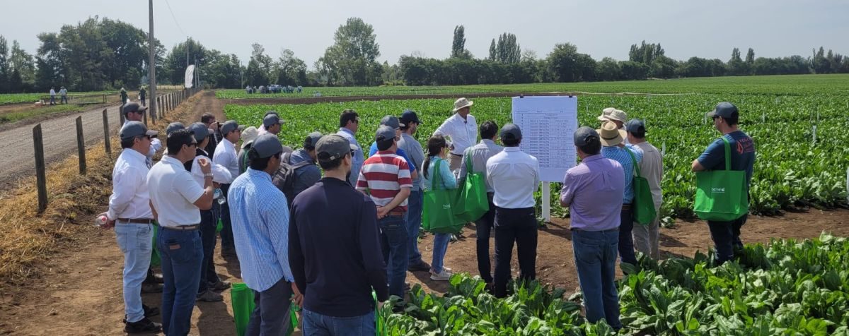 farmers in a chicory field near BENEO's production site in Pemuco